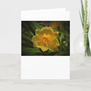 Lily, carte