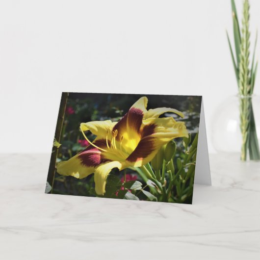 Lily, carte (Devant)