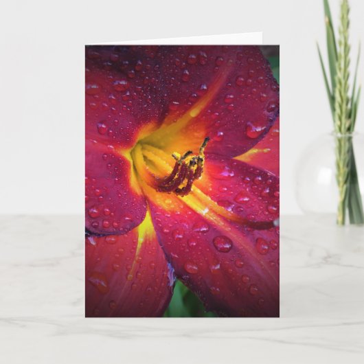 Lily, carte (Devant)