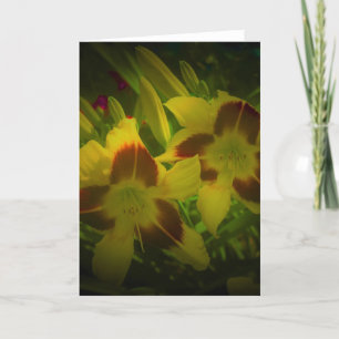 Lily, carte