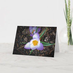 Lily, carte
