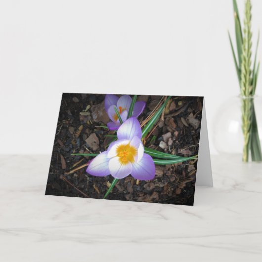Lily, carte (Devant)