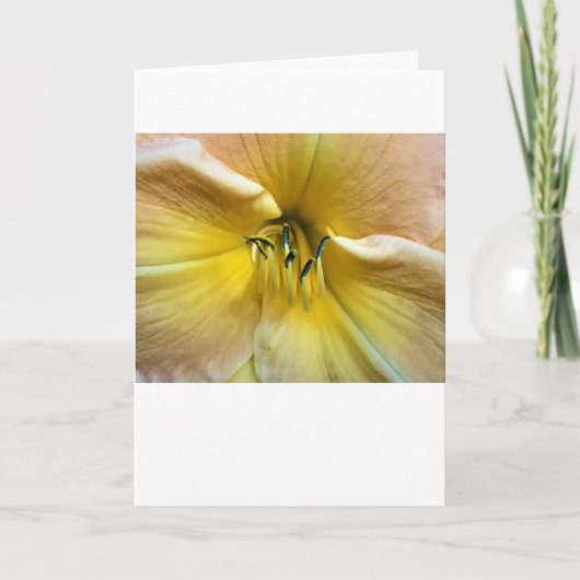 Lily, carte (Devant)