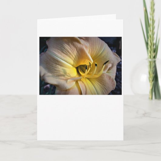 Lily, carte (Devant)