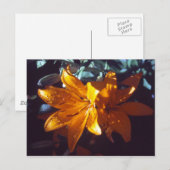 Lily | Carte postale (Devant / Derrière)