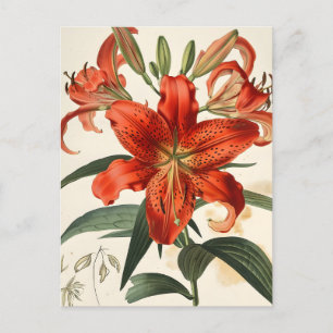 Lily Closeup : Carte postale de beauté florale Vin