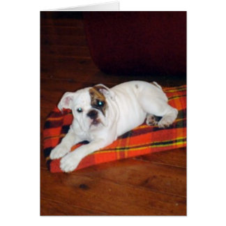 Lily de Engelse Bulldog Puppy