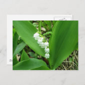 Lily de la carte postale de la vallée (Devant / Derrière)