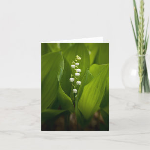 Lily de la carte Valley Note
