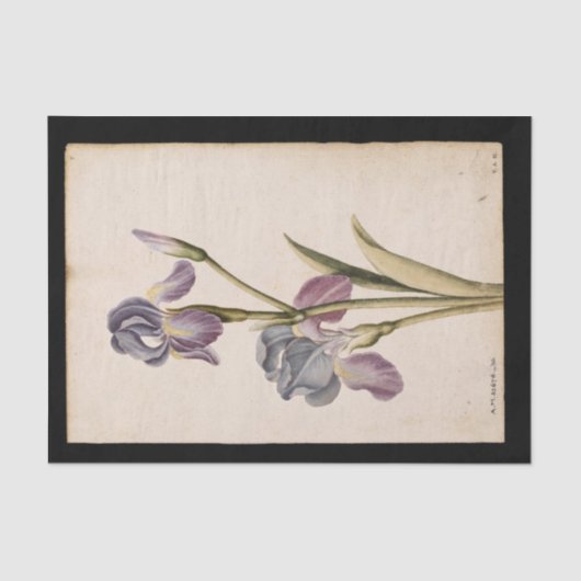 Lily door Jacques de Morgues Tissuepapier (Voorkant)