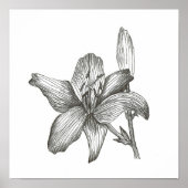 Lily Drawing by Julia Morrill Print (Voorkant)