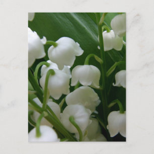 Lily Flowers White Blosbezems Peace Love Destiny Briefkaart
