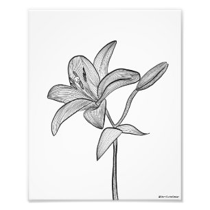 Lily Foto Afdruk