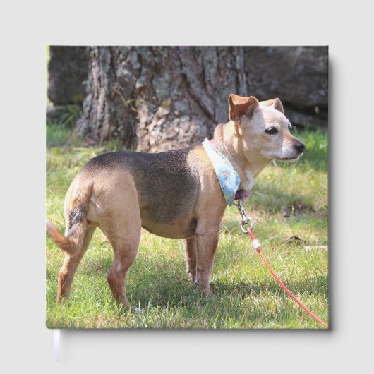 Lily Gastenboek (Voorkant)