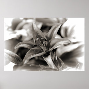 Lily in zwart en wit poster