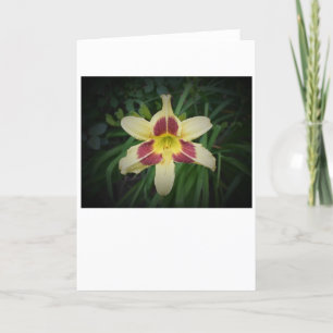 Lily, kaart