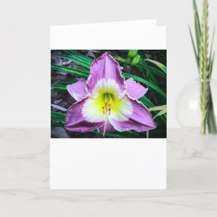 Lily, kaart