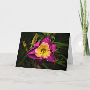 Lily, kaart