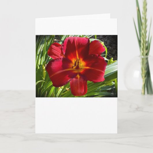 Lily, kaart (Voorkant)