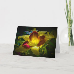 Lily, kaart