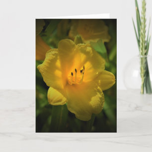 Lily, kaart