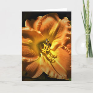 Lily, kaart