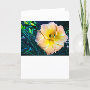 Lily, Kaart