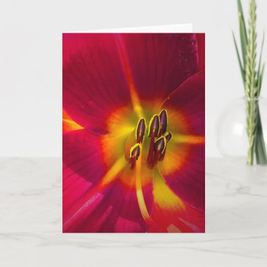 Lily, kaart (Voorkant)