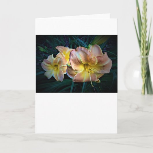 Lily, kaart (Voorkant)