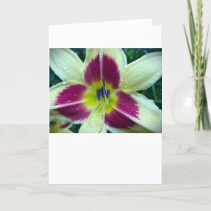 Lily, kaart