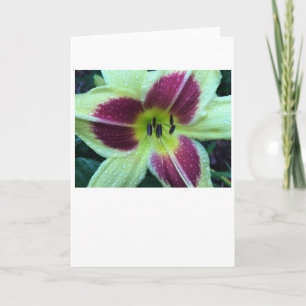 Lily, kaart