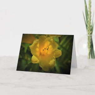 Lily, kaart
