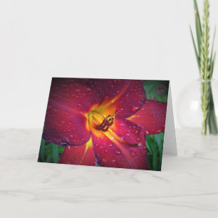 Lily, kaart
