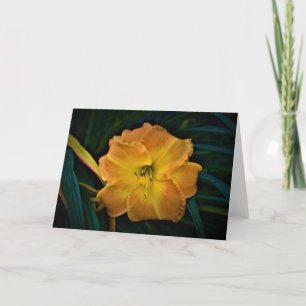 Lily, kaart
