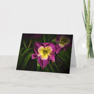 Lily & Ladybug, carte