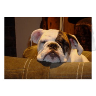 Lily le chiot de Bulldog anglais