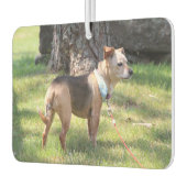 Lily Luchtverfrisser (Links)