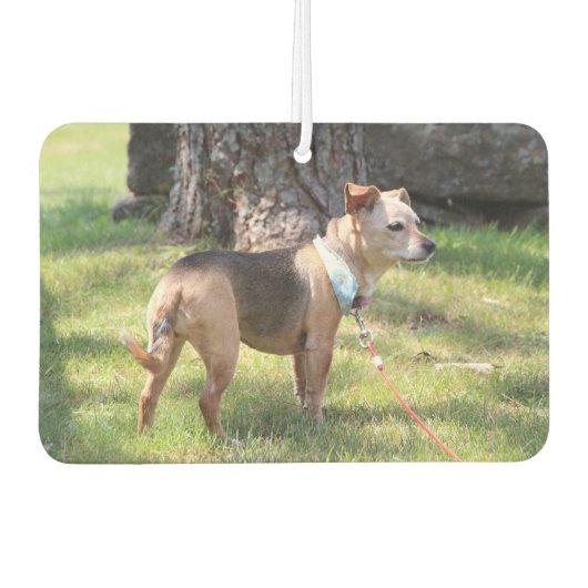 Lily Luchtverfrisser (Voorkant)