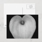 Lily met regendruppels briefkaart (Voorkant / Achterkant)