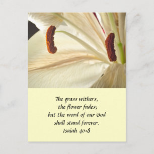 Lily of Light Briefkaart