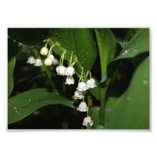 Lily of the Valley 5x7 Photographie Impression (Devant)