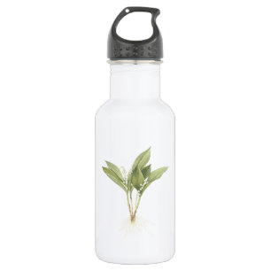 Lily-of-the-valley(Convallaria majalis) van Redout Waterfles