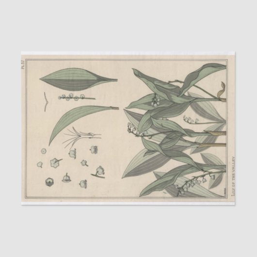 Lily of the Valley, Eugene Grasset's Botany Series Tissuepapier (Voorkant)