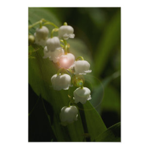 Lily of the Valley Floral Foto Afdruk