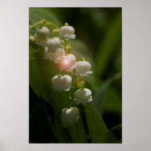 Lily of the Valley Floral Poster