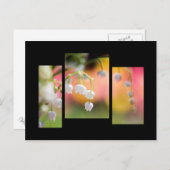 Lily of the valley postcard briefkaart (Voorkant / Achterkant)