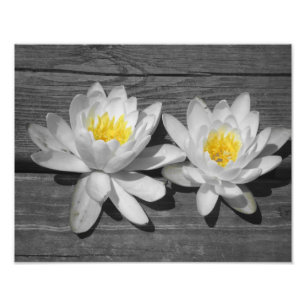 Lily of the Water 11x14 Foto Afdruk