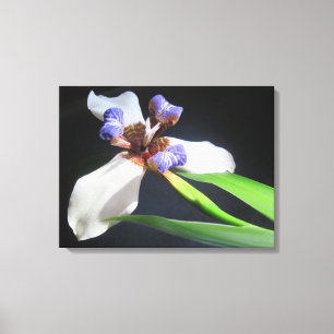 Lily op omgevlekt Canvas Afdruk