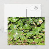 Lily Pad # 1 Briefkaart (Voorkant / Achterkant)
