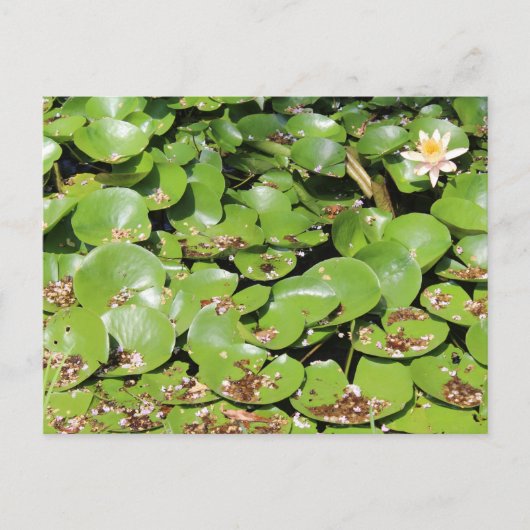 Lily Pad # 1 Briefkaart (Voorkant)